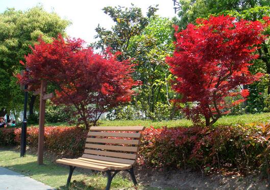 四川红枫 厂家专业种植图片