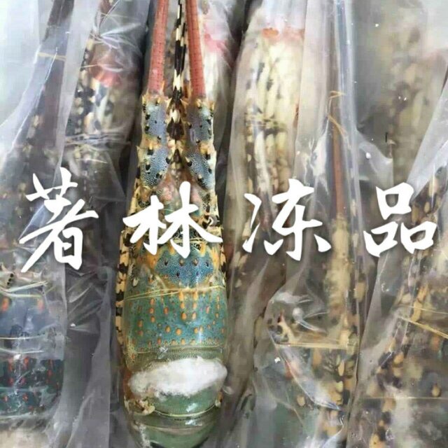 【著林】冻龙虾 越南花龙 青龙批发
