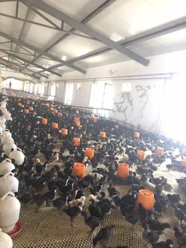 和田地区新疆和田尼雅黑鸡鸡苗批发厂家