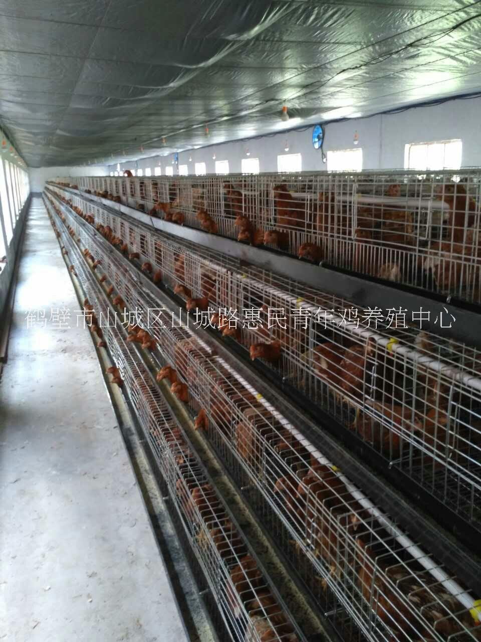 新阳黑蛋鸡青年鸡养殖基地 精品60日龄新阳黑蛋鸡青年鸡热卖中