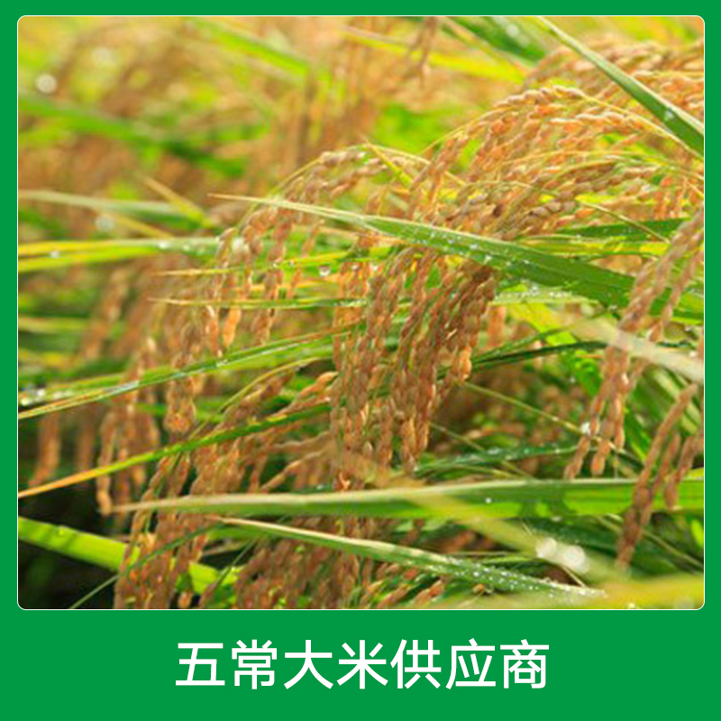 哈尔滨五常大米供应商 东北稻花香大米厂家批发 天然生态绿色大米