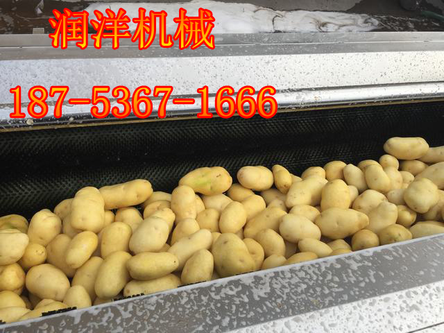 潍坊市红薯土豆去皮胡萝卜山芋清洗机厂家果蔬清洗去皮机 红薯土豆去皮胡萝卜山芋清洗机