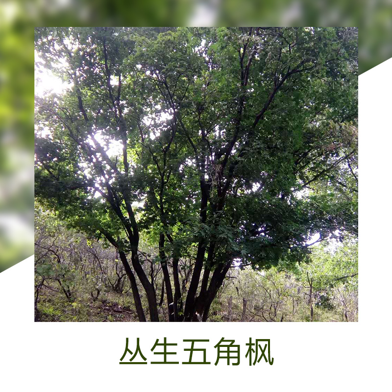 优良品种丛生五角枫绿植观赏植物丛生五角枫苗木
