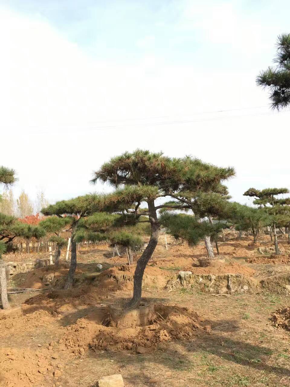造型松胸径22公分以上培育2年以上造型景观松树。