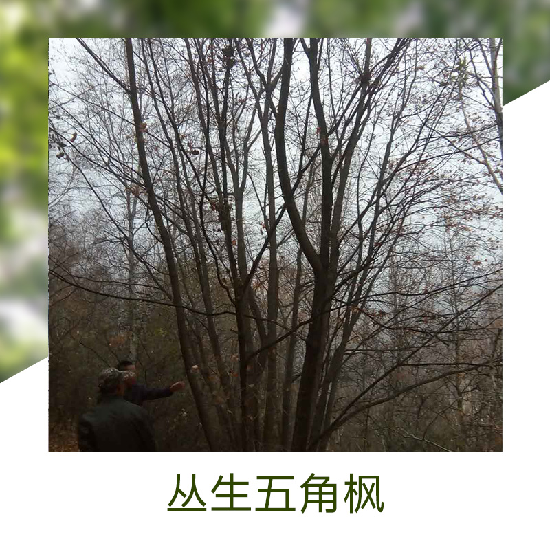 承德市丛生五角枫绿植厂家优良品种丛生五角枫绿植观赏植物丛生五角枫苗木