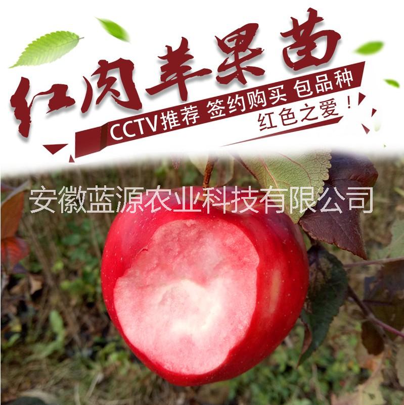 合肥红肉苹果苗供应商，安徽苹果苗批发，山东苹果苗供应商，红肉苹果