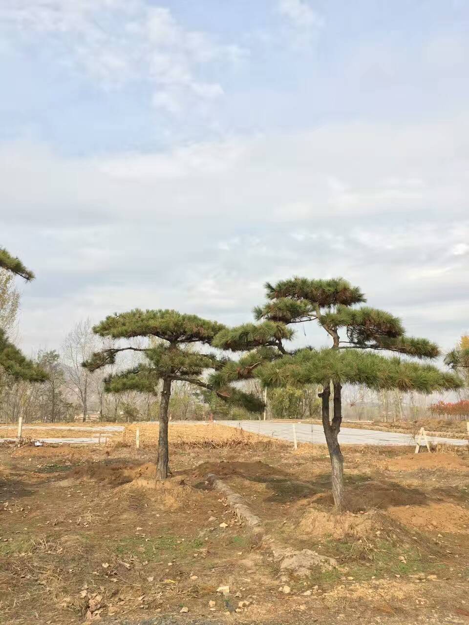 江苏黑松主干4米以上一年四季长青，江苏黑松种植基地易活报价批发