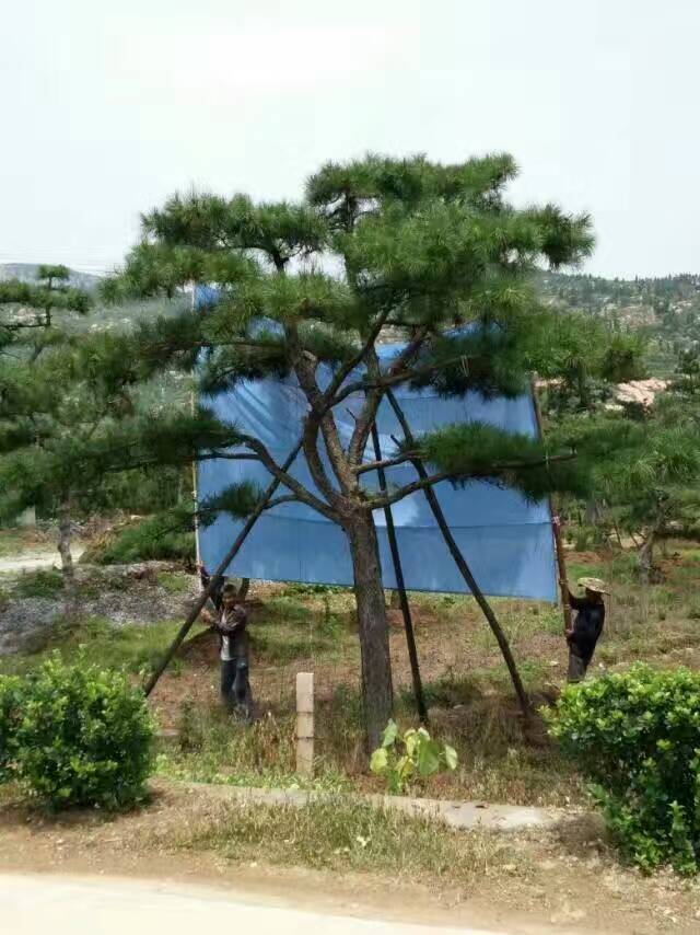 造型松胸径22公分以上培育2年以上造型景观松树。图片