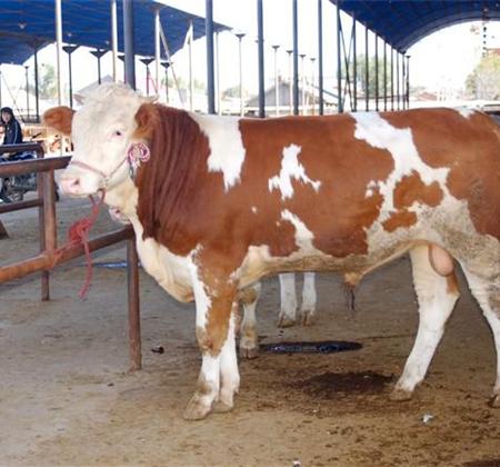 福建肉牛西门塔尔牛利木赞牛黄牛提供养殖技术肉牛批发图片