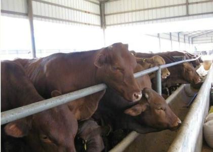 贵州肉牛价格市场行情纯种肉牛犊价格肉牛批发图片