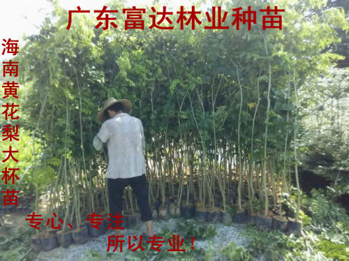 海南黄花梨供应黄花梨树苗，海南黄花梨种苗基地