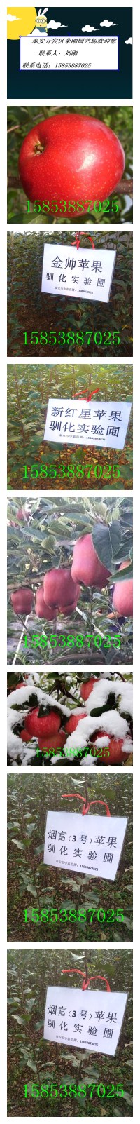 山东苹果苗品种介绍
