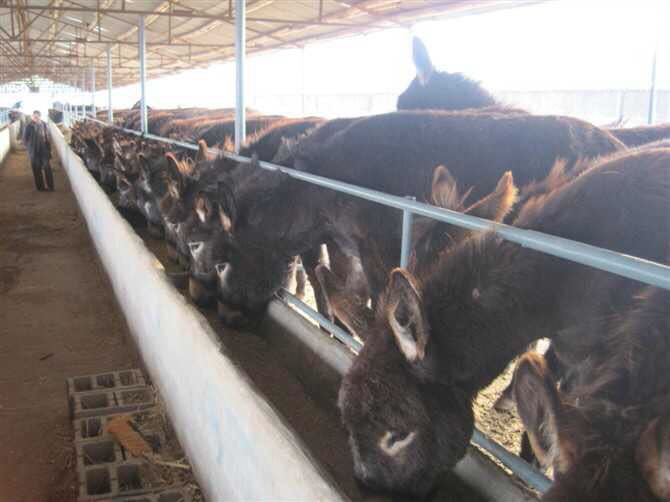 肉驴价格 肉驴养殖基地 山东肉驴 肉驴厂家 肉驴养殖 山东肉驴养殖 肉驴图片图片