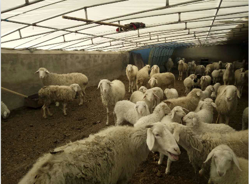 绵羊价格 通榆县肉用绵羊供应图片
