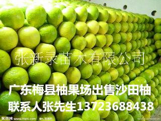 批发梅州沙田柚果园直卖有机水果柚子有机水果柚子