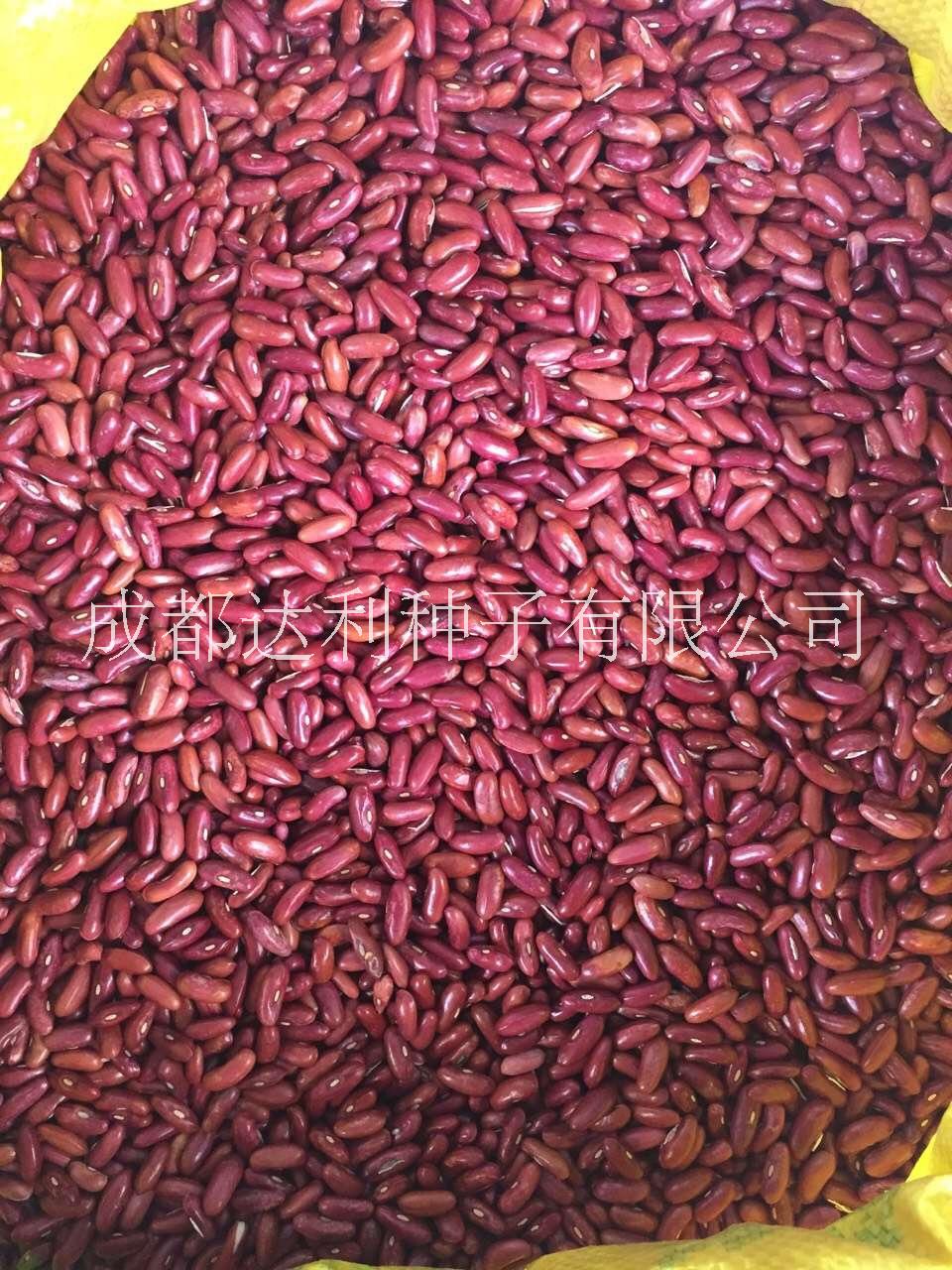 泰国无筋架豆种子红籽无筋豆种子粒粒手选纯度高条形直基地专用图片