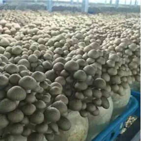 厂家供应双孢菇  双孢菇出售图片