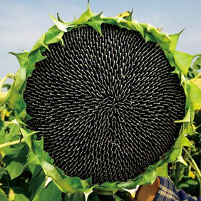 乾安县销售向日葵葵花籽   杂粮收购  农作物种子