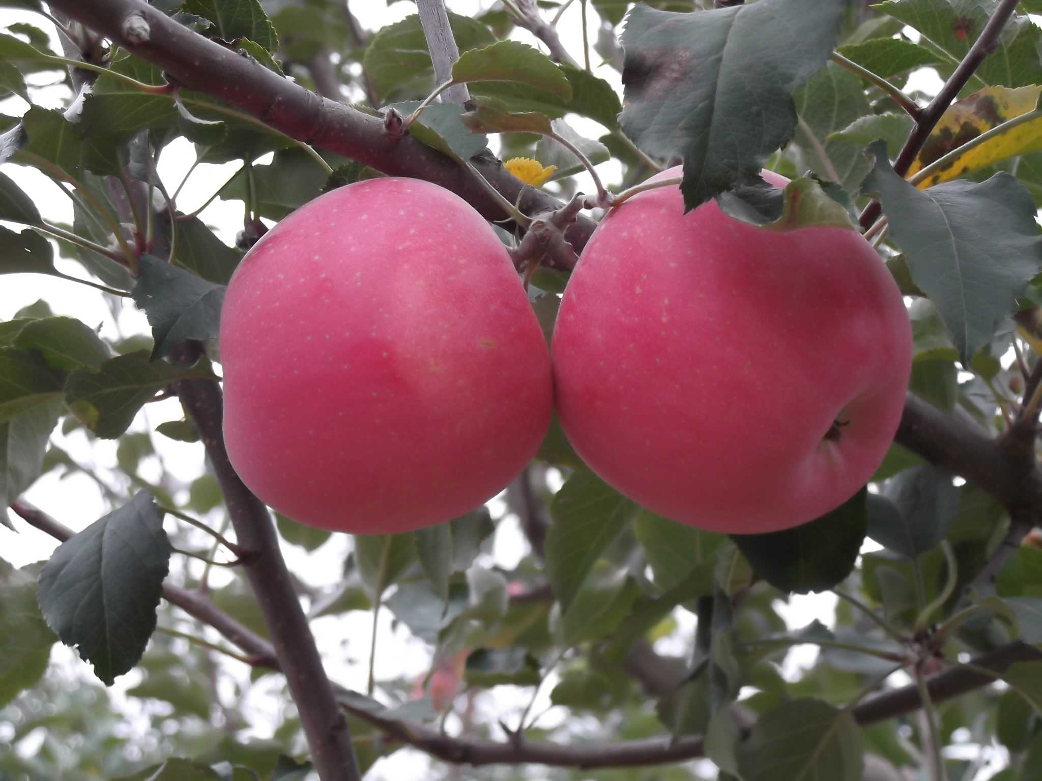 陕西洛川绿色苹果供应  洛川苹果 红富士  绿色水果
