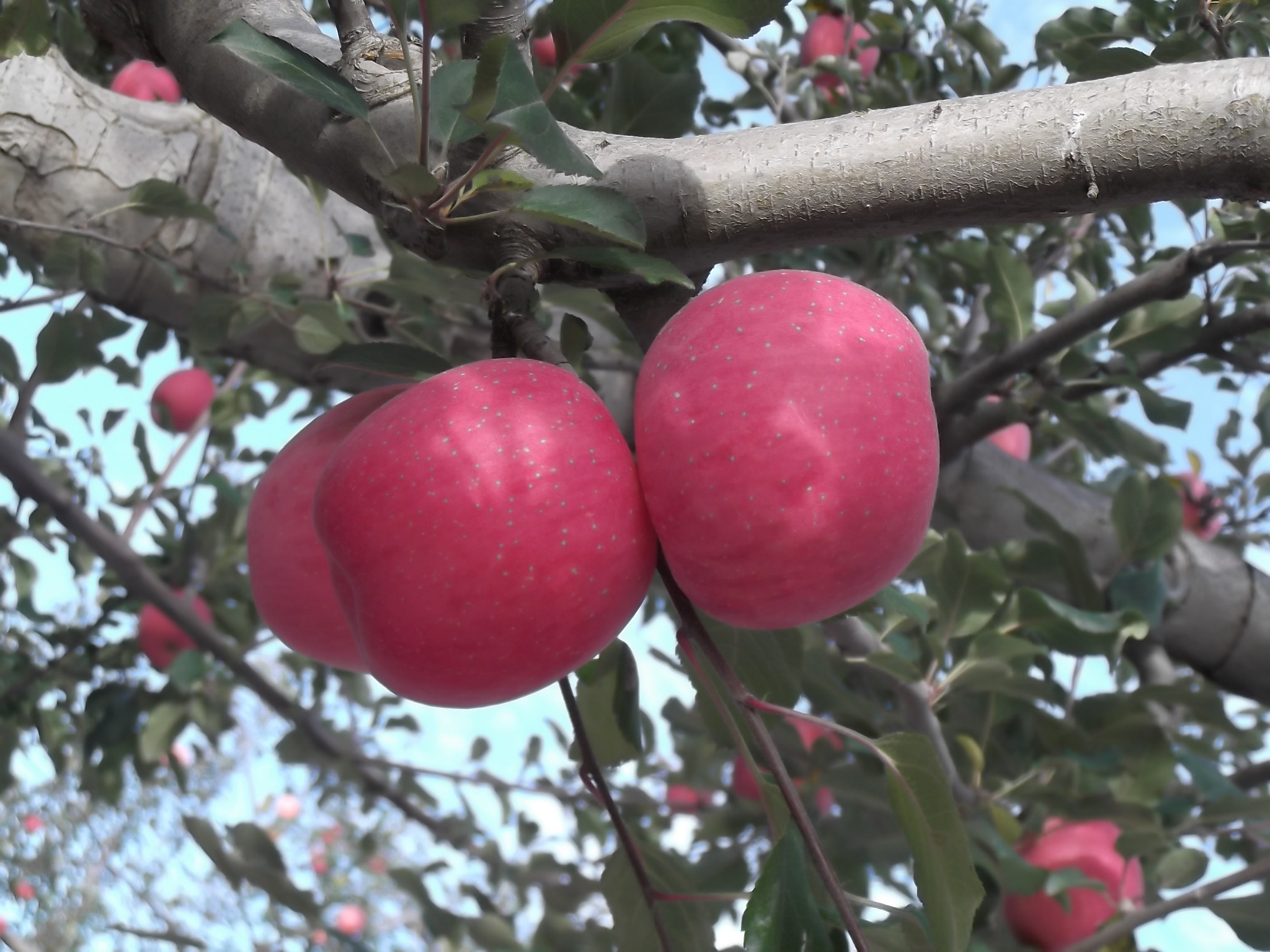陕西洛川绿色苹果供应  洛川苹果 红富士  绿色水果
