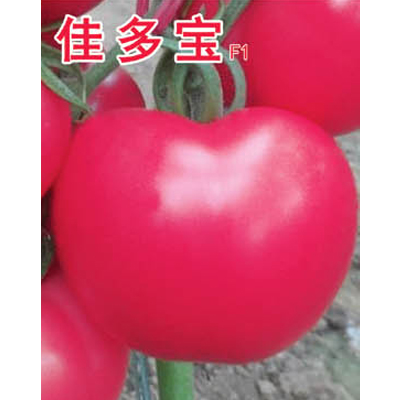 寿光市丰德种业|西红柿种子|辣椒种子|西葫芦种子|花菜种子