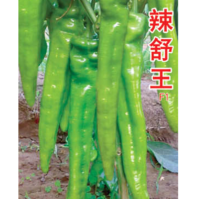 寿光市丰德种业|西红柿种子|辣椒种子|西葫芦种子|花菜种子图片