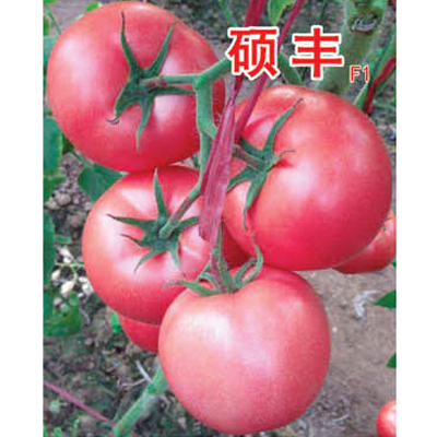 丰德种业供应优质：西红柿种子，辣椒种子，黄瓜种子