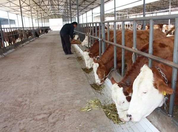 菏泽市利木赞牛厂家大量供应利木赞牛，牛犊价格，