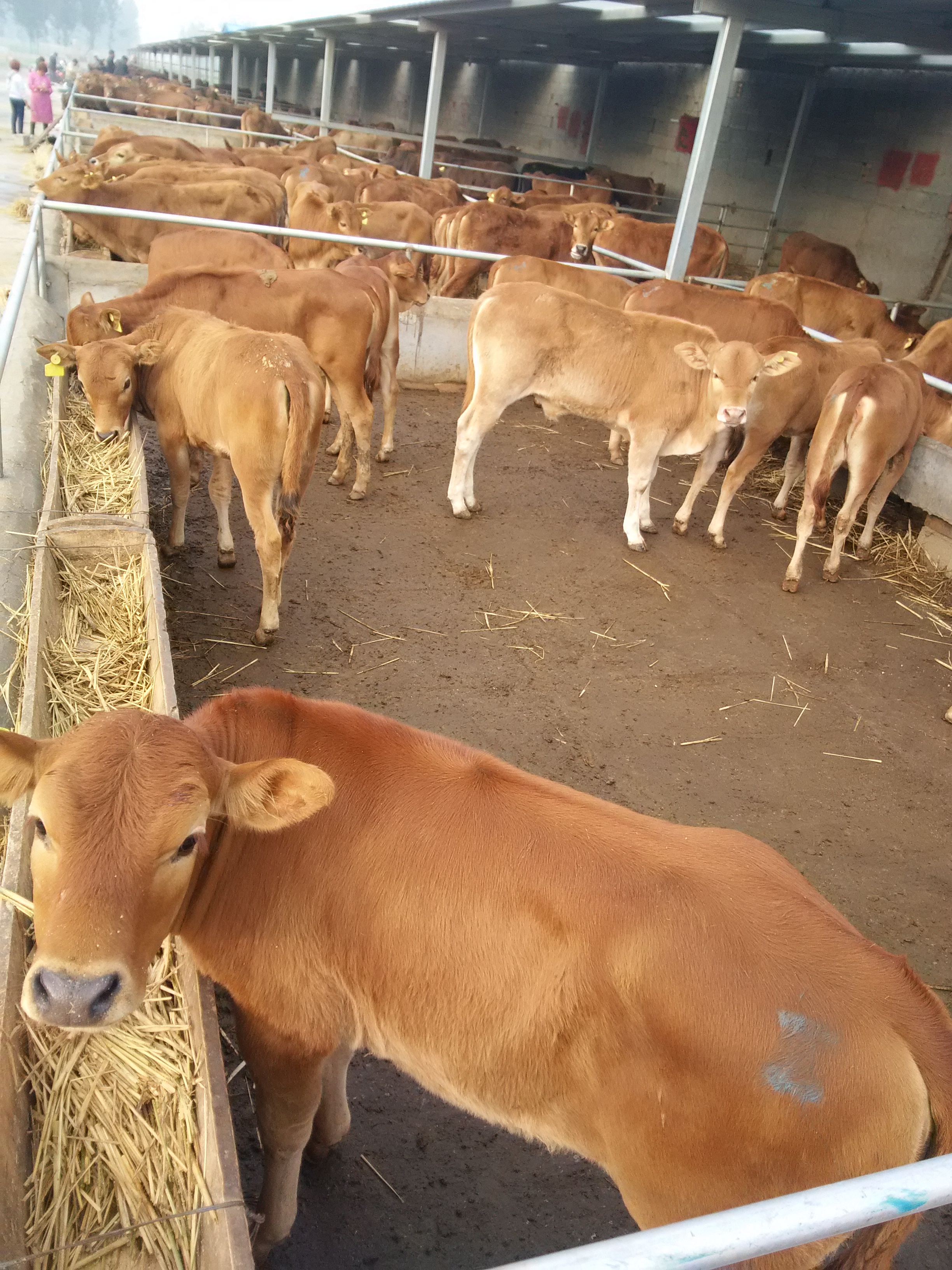 供应三元杂交肉牛，肉牛价格， 常年出售三元杂交肉牛犊，肉牛价格图片