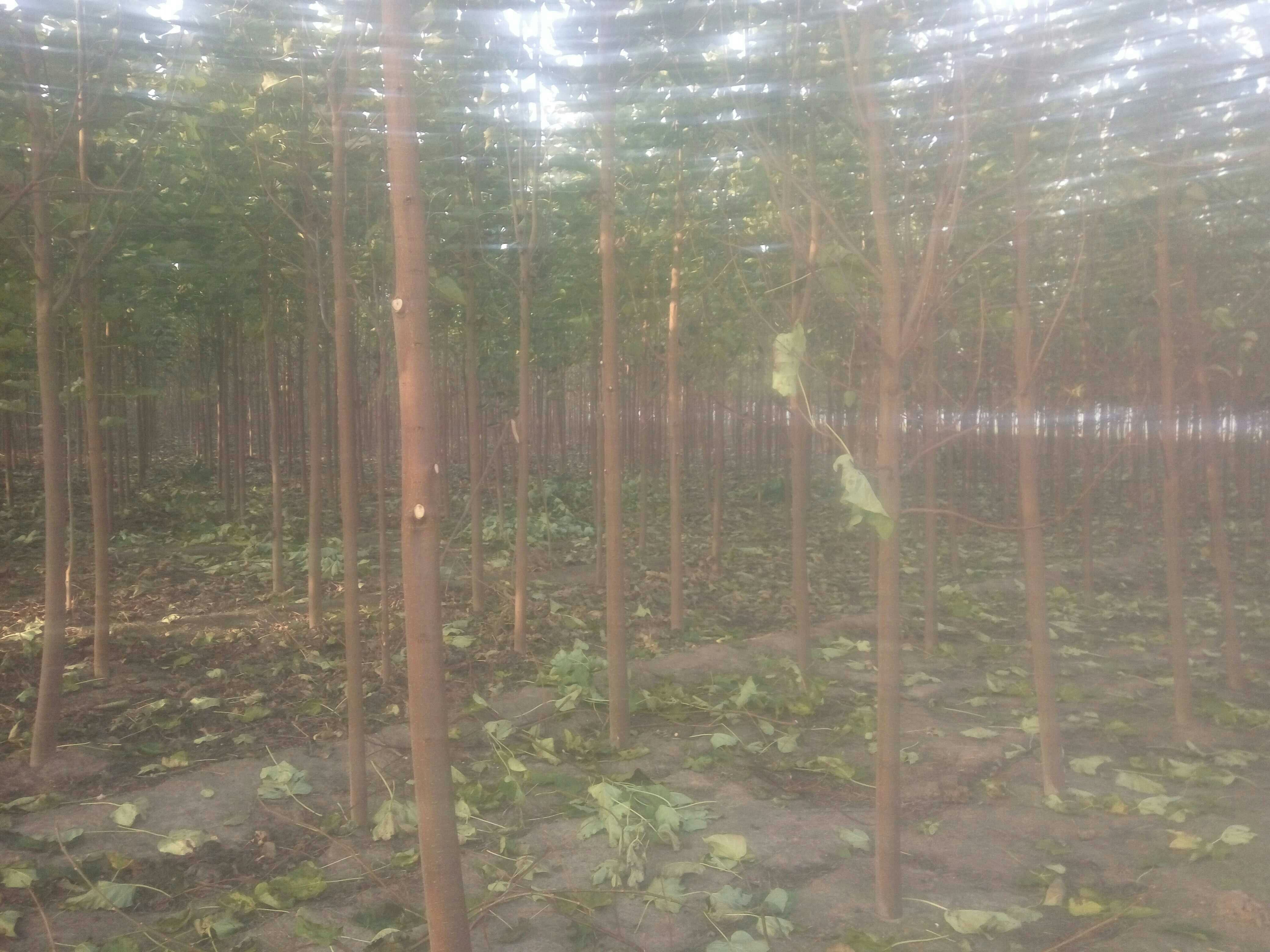 郑州黄河滩区绿化苗木基地大量供应2 3 4 8公分金丝楸树小苗