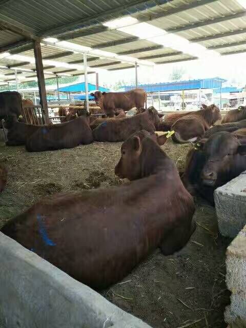 大量供应利木赞牛，牛犊价格，