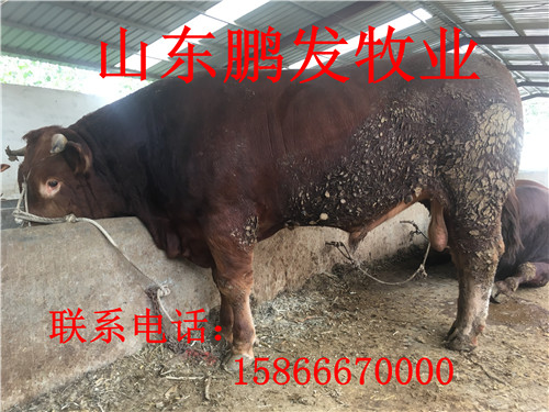 济南市鲁西牛肉牛犊，鲁西牛肉牛犊养厂家供应鲁西牛肉牛犊，鲁西牛肉牛犊养 小黄牛价格