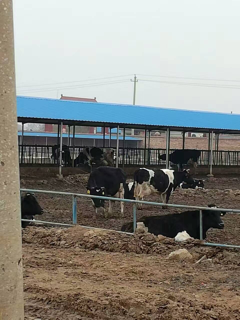 肉牛、奶牛、育肥牛养殖出售批发