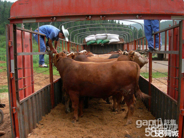 肉牛、育肥牛养殖 肉出售 肉牛、育肥牛养殖价格