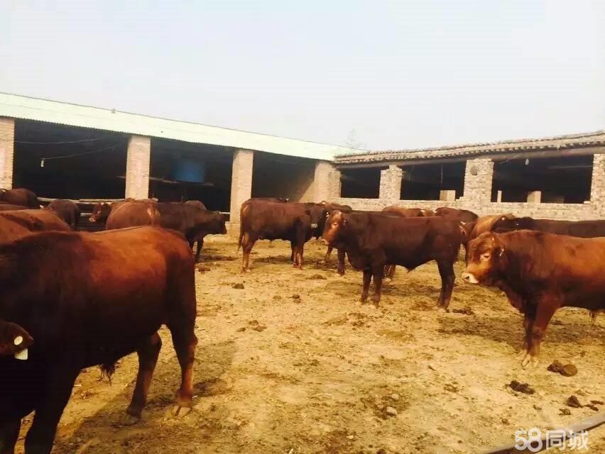 肉牛、奶牛、育肥牛养殖出售，育肥牛 肉牛价格