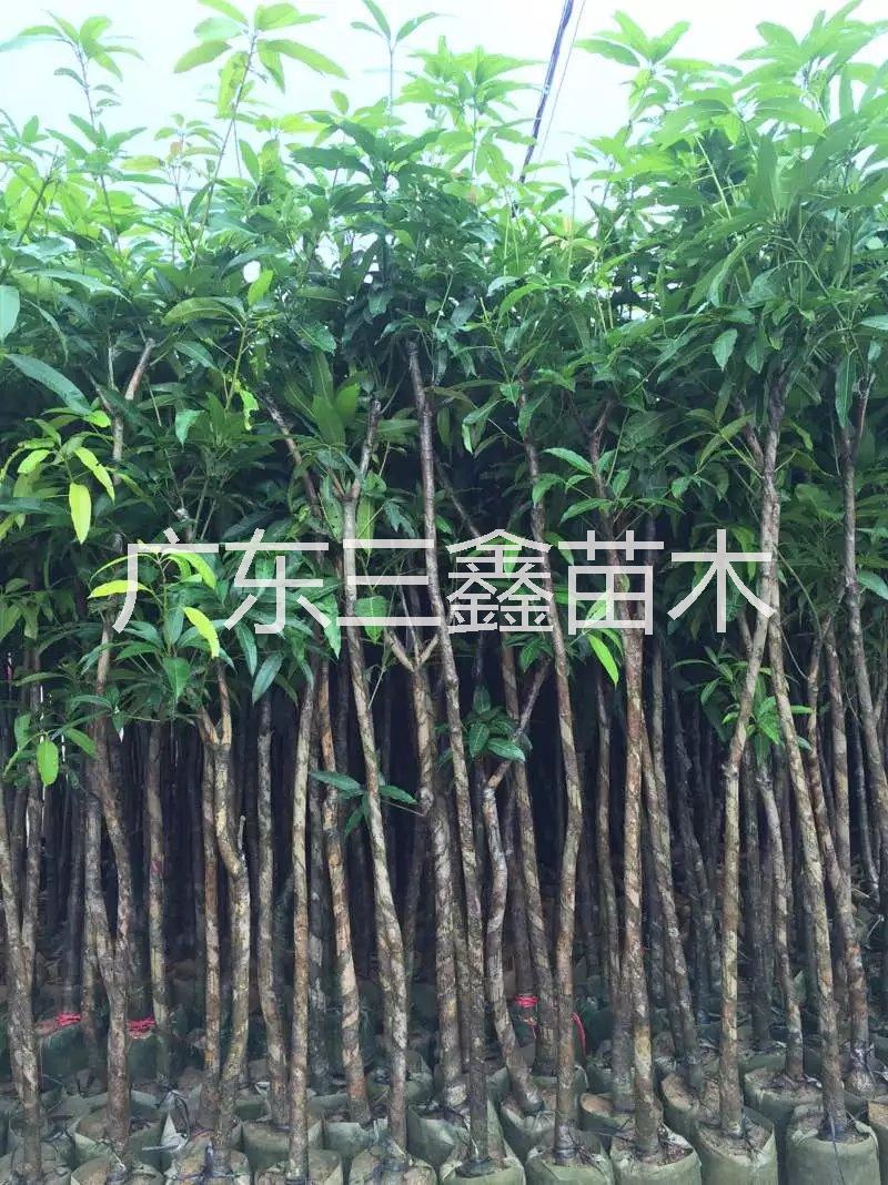 揭阳市芒果苗厂家芒果苗，广东芒果苗种植基地，广东芒果苗哪家好