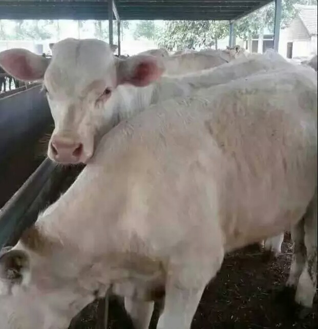 肉牛、育肥牛养殖 肉出售 肉牛、育肥牛养殖价格