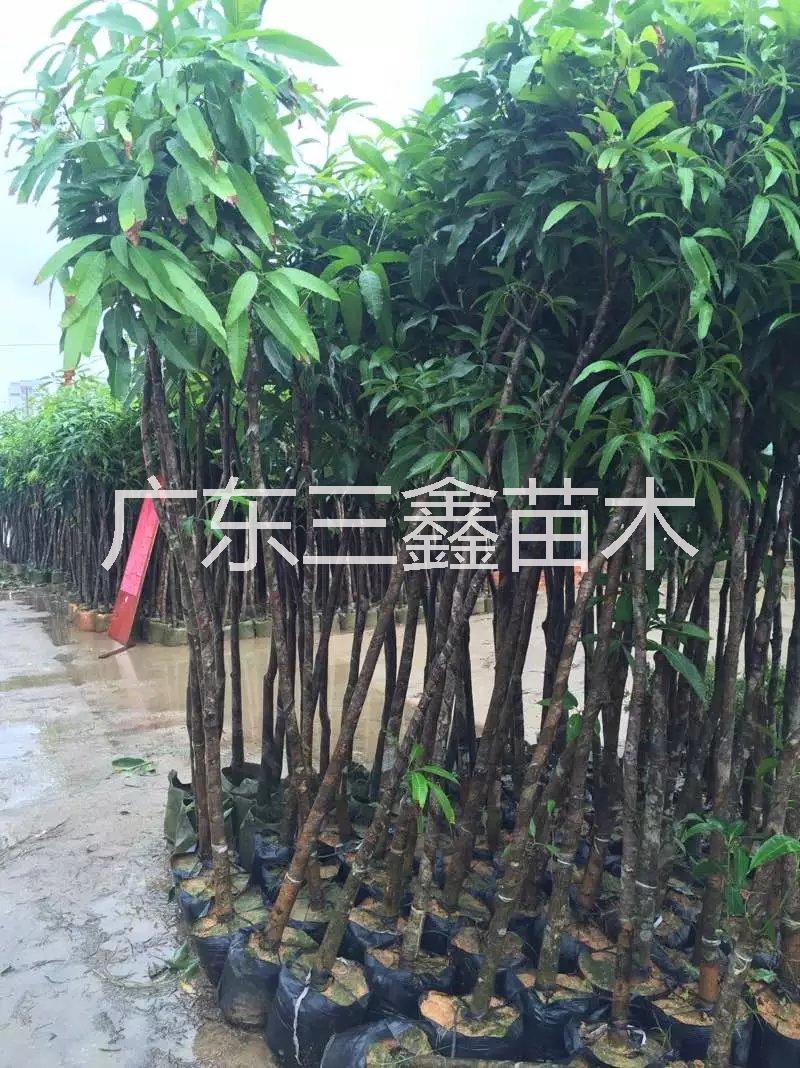 芒果苗，广东芒果苗种植基地，广东芒果苗哪家好图片