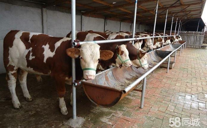 肉牛、育肥牛养殖出售，肉牛、育肥牛批发，肉牛、育肥牛价格