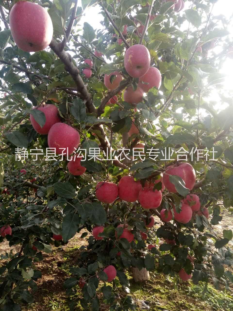 苹果红富士75#红富士苹果 甘肃静宁红富士9枚礼盒装 苹果红富士