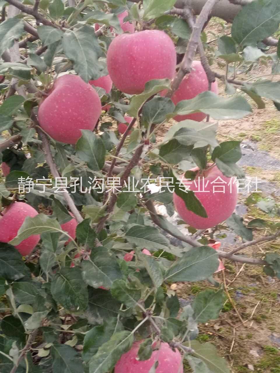 75#红富士苹果 甘肃静宁红富士9枚礼盒装 苹果红富士图片