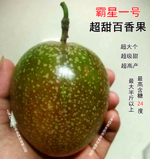 上海市霸星一号巨型超甜百香果厂家霸星一号巨型超甜百香果种苗