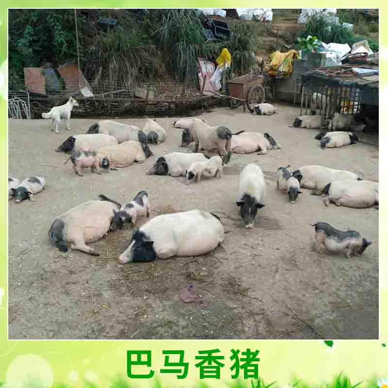 台州市广西 巴马香猪厂家