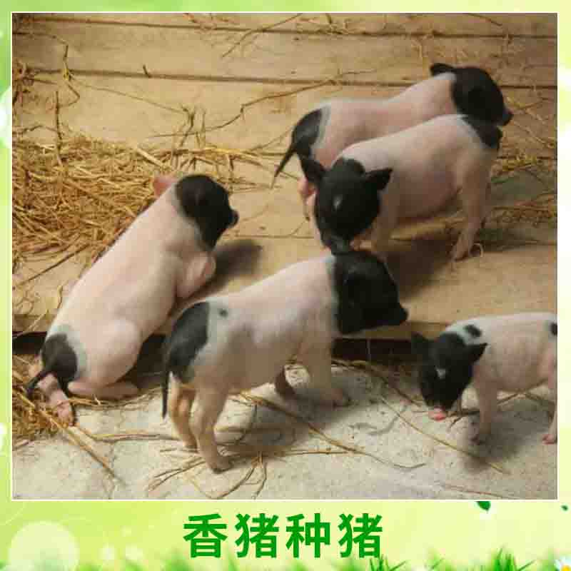 香猪种猪 优质小型香猪养殖种猪天台紫东香猪专业合社厂家批发图片