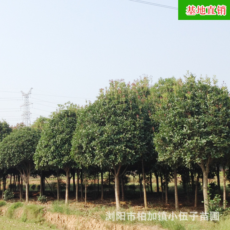 长沙市湖南桂花树精品10公分八月桂厂家
