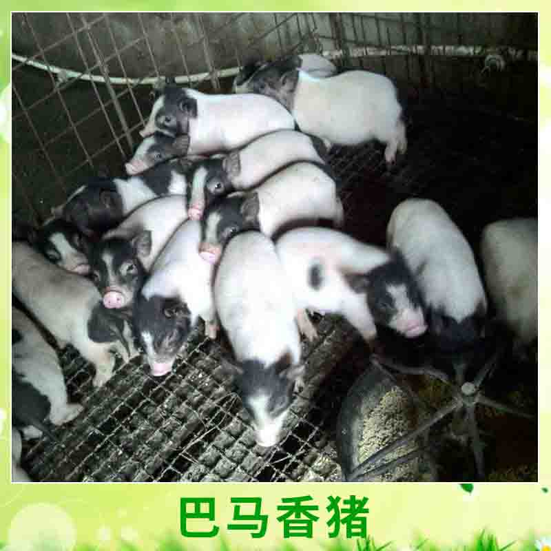 台州市广西 巴马香猪厂家广西 巴马香猪 两头乌/芭蕉猪小型肉用巴马香猪养殖种苗厂家批发