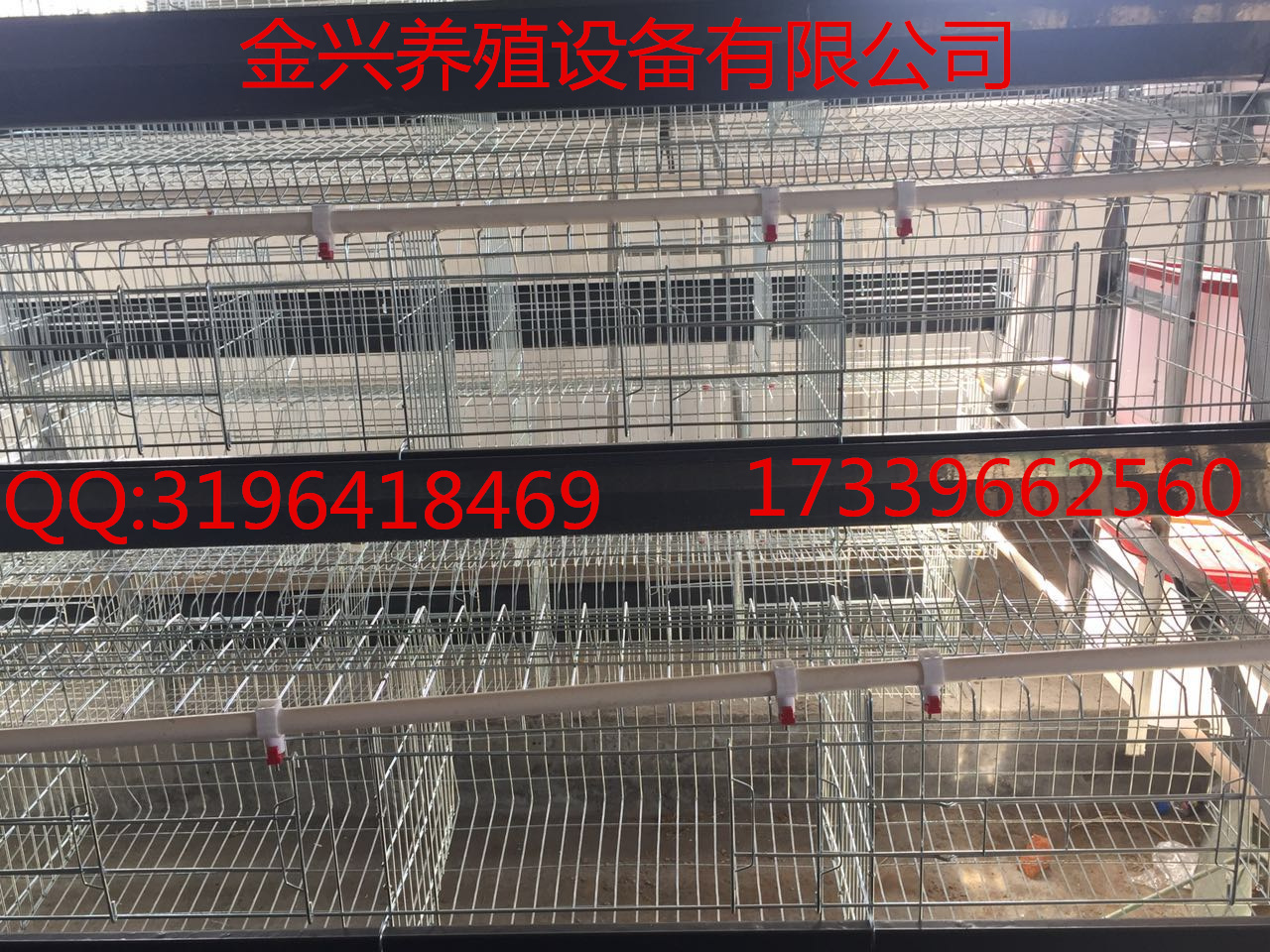 鸡笼价格阶梯式育雏笼蛋鸡笼厂供应金兴养殖设备供应各种养鸡设备图片