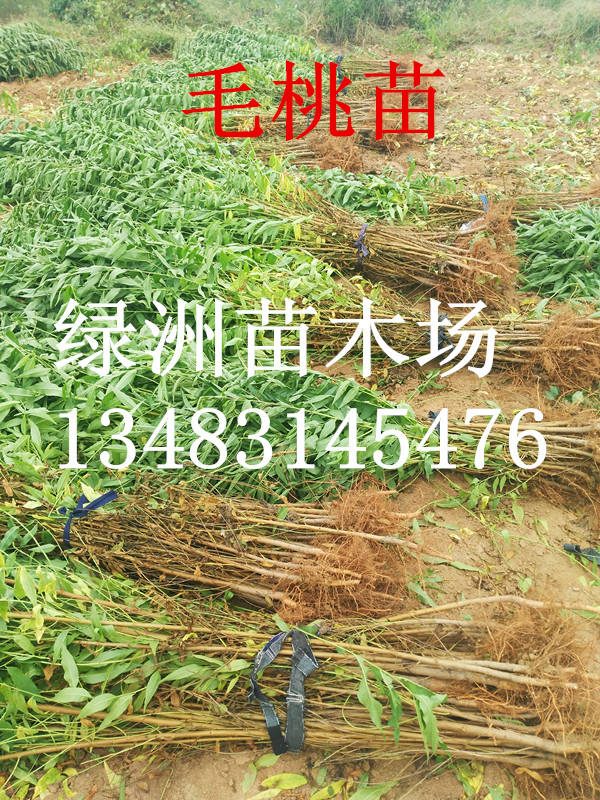 河北省哪里有出售批发桃树苗的河北省哪里有出售批发桃树苗的