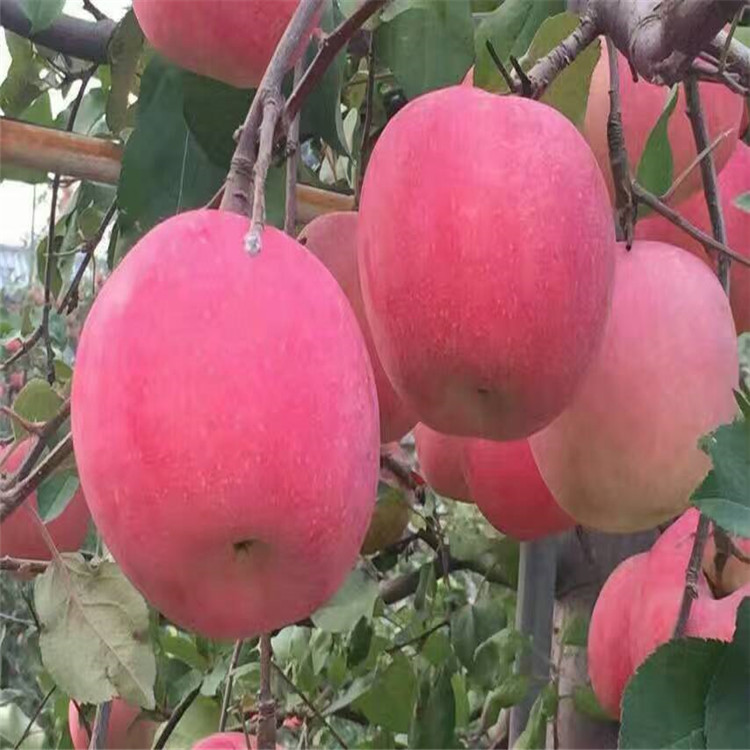 泰安开发区供应优质苹果苗供应用于的泰安开发区供应优质苹果苗