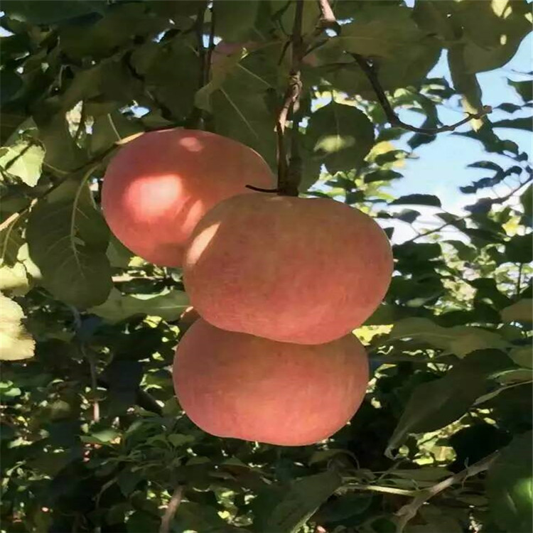 泰安市泰安开发区供应优质苹果苗厂家供应用于的泰安开发区供应优质苹果苗